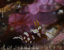Squat shrimp (Thor amboinensis) by Jorge Sorial 